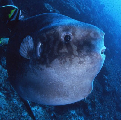 ONE DAY MOLA MOLA TRIP