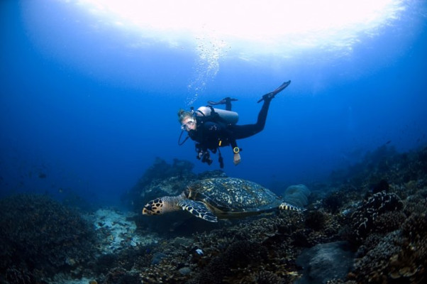 Open Water Diver Course Bali