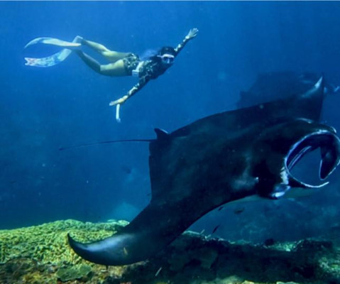 PACKAGE D SNORKELING DAY PACKAGE FROM LEMBONGAN TO NUSA PENIDA