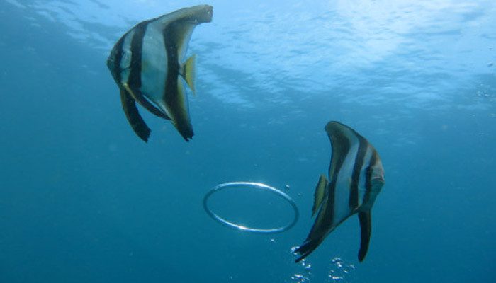Padang Bai Snorkeling
