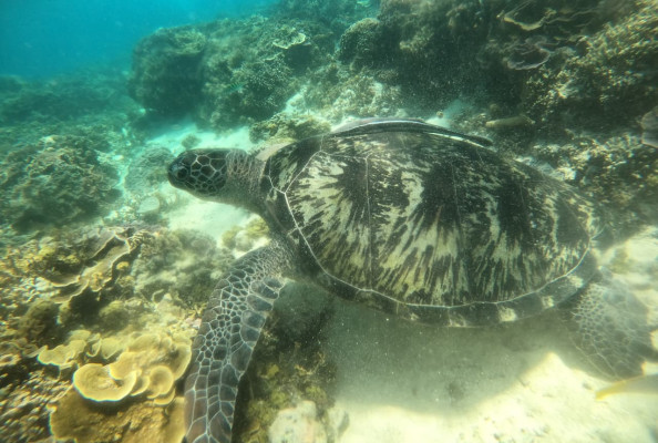 Private Snorkeling – 2 Hours / 3 Spots