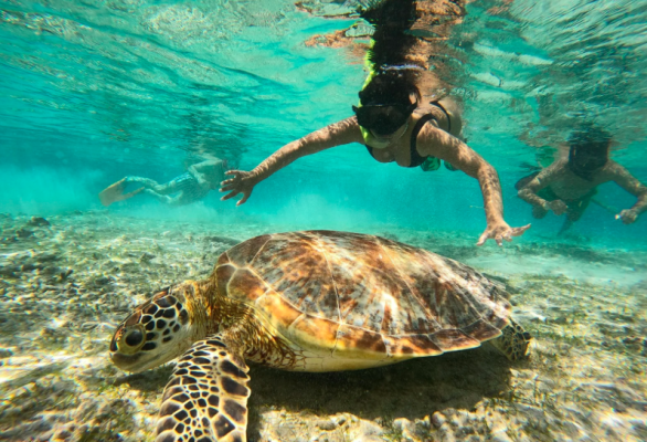 PRIVATE SNORKELING TRIP GILI ISLANDS