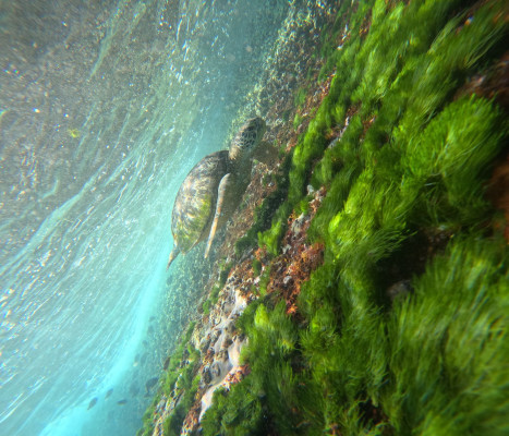 Private Snorkeling Trip – Manta Bay