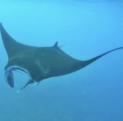 PRIVATE SNORKLING