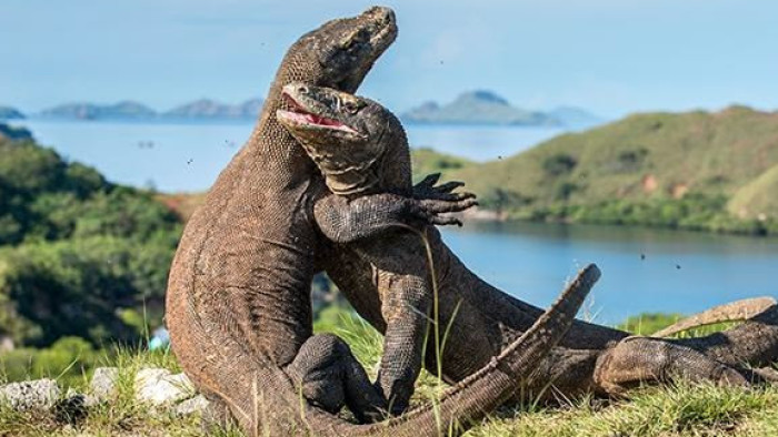 Private Trip Sailing Komodo - 4D3N