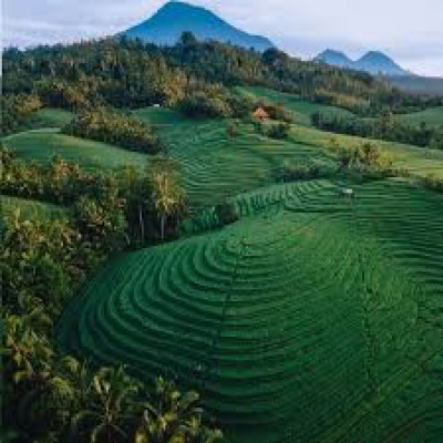(Reguler/Private) Transfer Padang Bay to Lovina, Sidemen, Pemuteran, Gilimanuk, Munduk