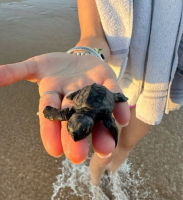 Release Baby Turtle Experience