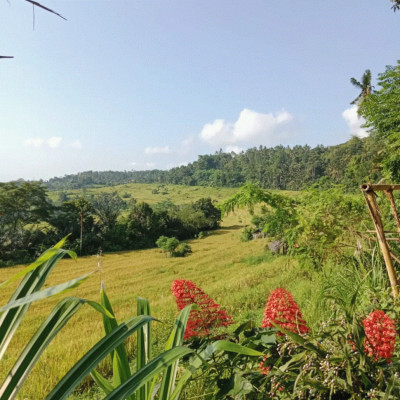 Rice Field East Bali Trekking & Cooking Class