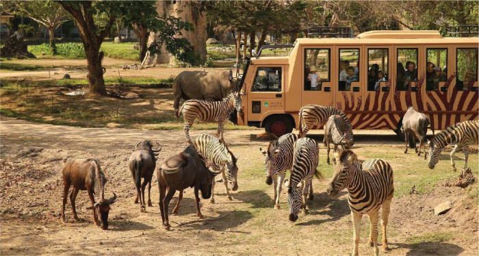 Safari Explore & Flamingo Beach Club