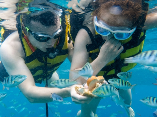 SAFARI FOUR POINT SNORKELING WITH PICK UP AND DROP IN BALI