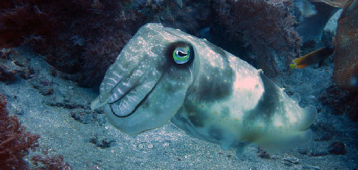 Sanur Snorkeling
