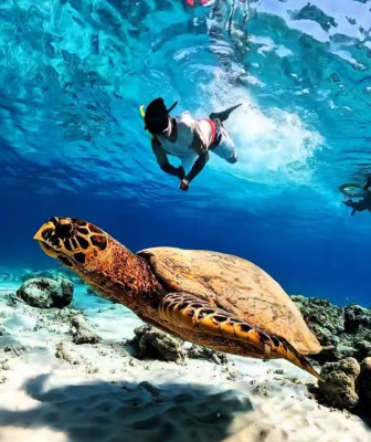 Shared A Group Snorkeling