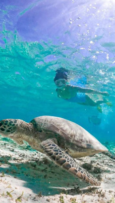 SHARED SNORKELING AND SUNSET TRIP