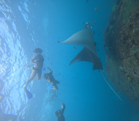 Shared Snorkeling Trip – Manta Point Route