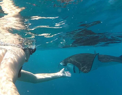 Snorkeling 3-4 spots Manta Bay with guide in Nusa Penida
