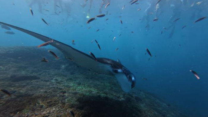 Snorkeling Private Boat Manta Bay