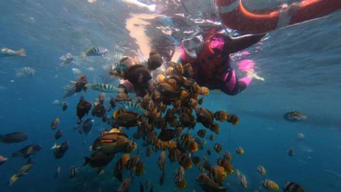 Snorkeling Sharing Boat – Manta Bay