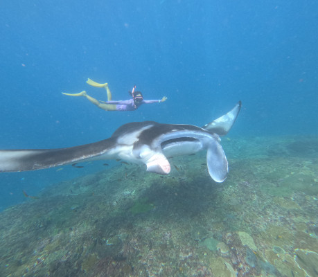 Snorkeling Sharing Boat (Manta bay or Point, Crystalbay and Mangrove Point)