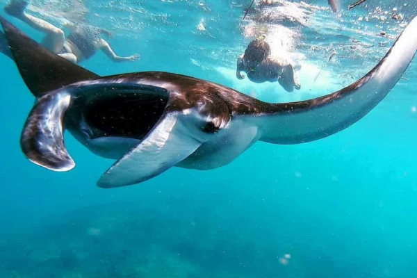 SWIM WITH MANTA RAYS : SNORKELING DAY TRIP FROM BALI