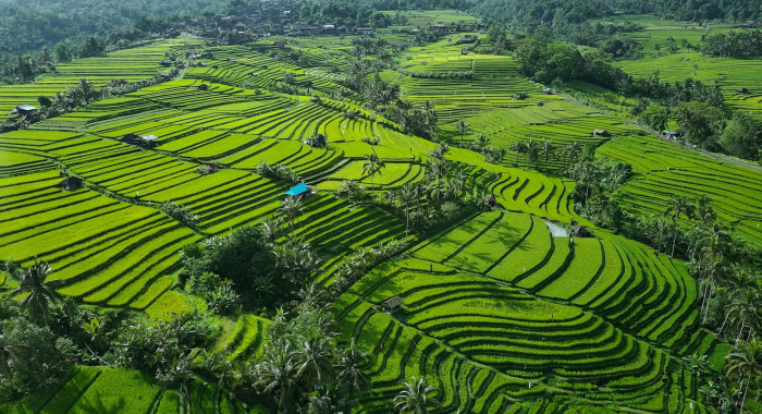 Tegalalang Rice Terrace, Ubud Swing and Tanah Lot Sunset Tour
