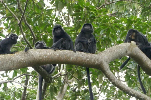 Tete Batu Walking Tour - Rice Terraces, Waterfall and Monkey Fores