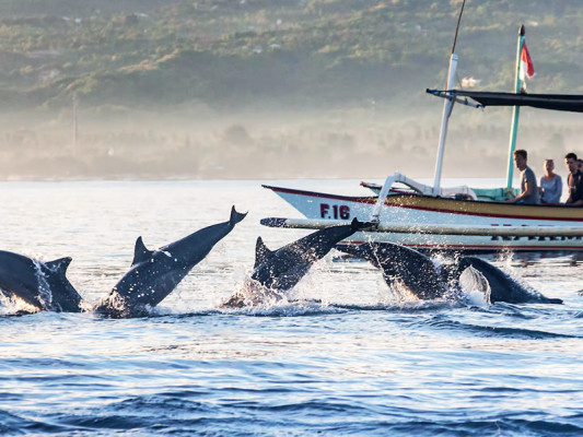The Exciting Packages Of Bali Lovina Dolphin Watching Tour