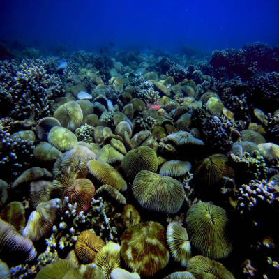 Tour Gili Gede, Gili Asahan, Gili Layar