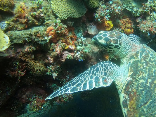 Try Scuba Diving Tulamben Wreck