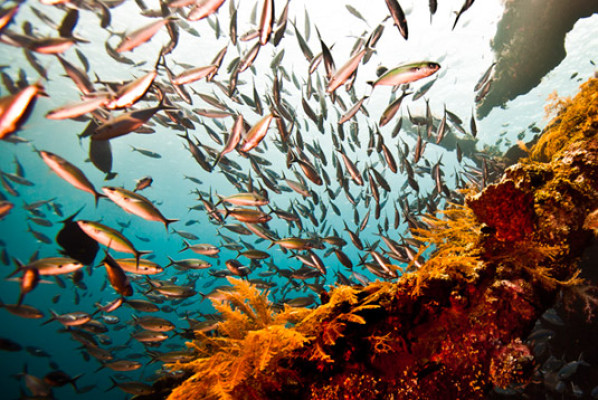Tulamben Snorkeling