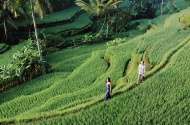 Ubud And Activity