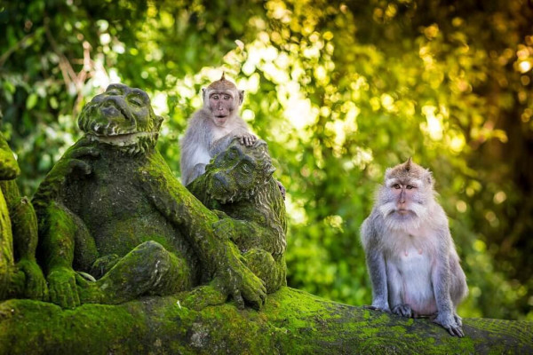 Ubud Authentic Tour Combine Amazing Activities