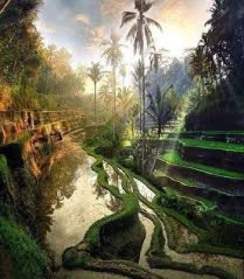 Ubud Half Day Tour ii