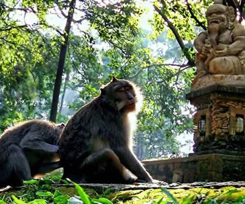 Ubud -Kintamani -volcano tour