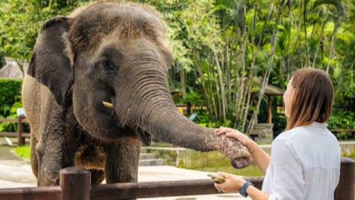 Ubud Monkey Forest and Elephant Sanctuary Tour