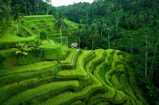 Ubud Package