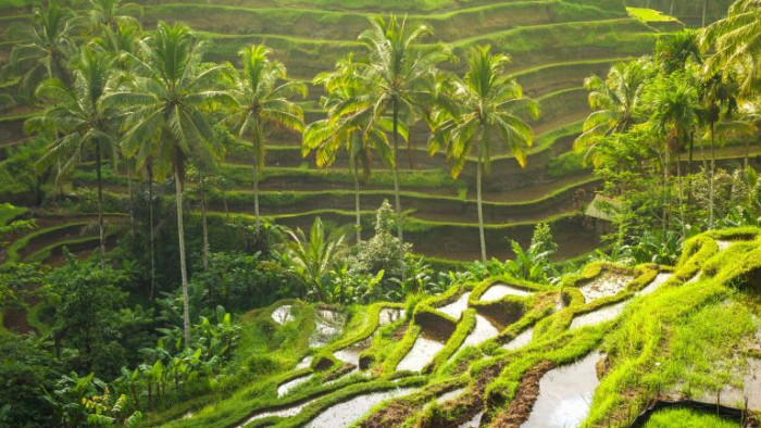 Ubud: Rice Terrace, Monkey Forest, Waterfall Private Tour