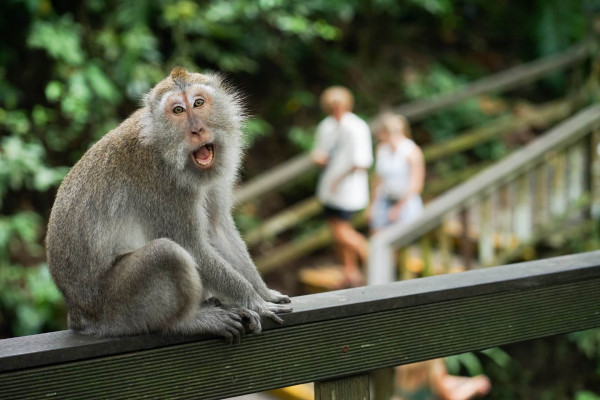Ubud : Rice Terrace,Monkey Forest,Waterfall Private Tour