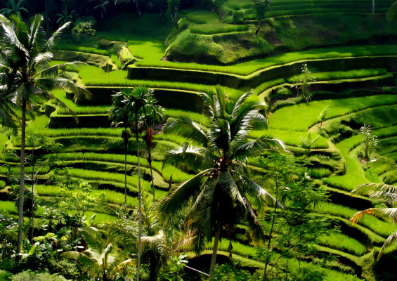 Ubud Tample And Rice Terrace Tours