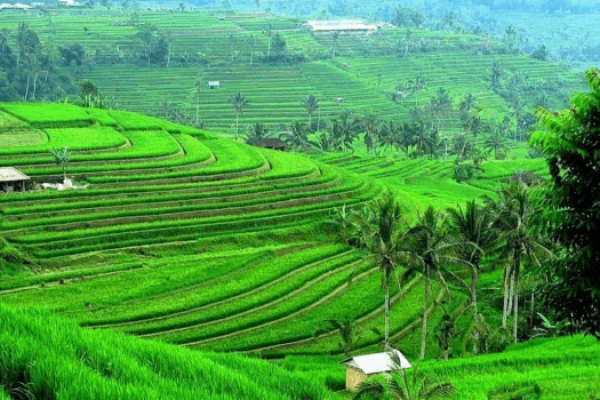 Ubud Tanah Lot Temple, Rice Terrace, Monkey Forest, & Waterfalls