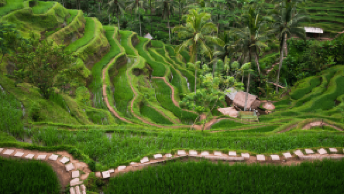 Ubud Tours