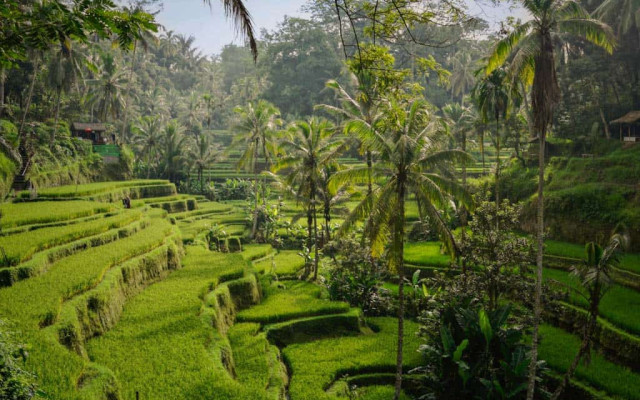 Ubud Waterfall, Rice Terrace & Bali Swing Tour