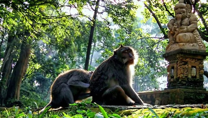 Ubud’s Best Day Tour: Culture, Nature, and Art