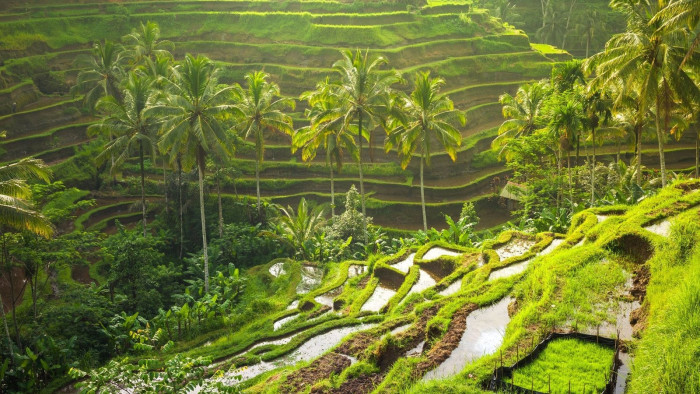 Wanderlust Scenic Ubud Adventure