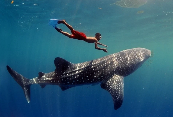 Whale Shark Sumbawa