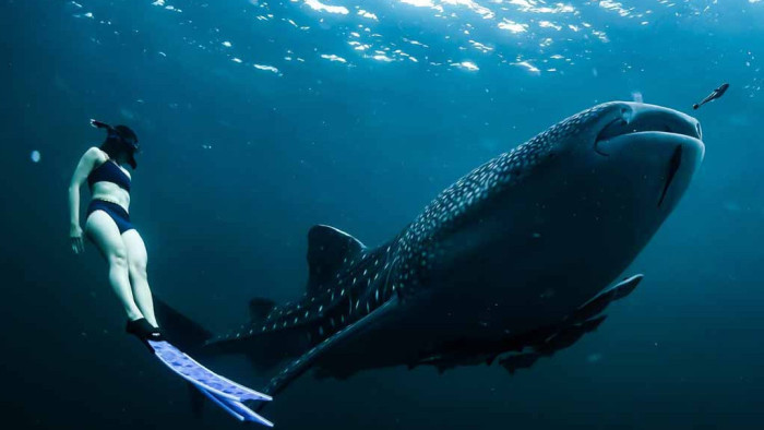 Whale Shark Sumbawa